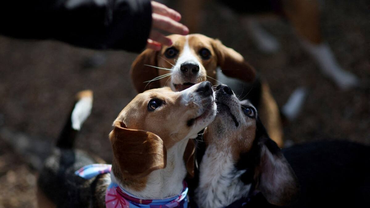 Perros. Foto: Reuters.