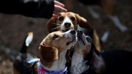 Perros. Foto: Reuters.