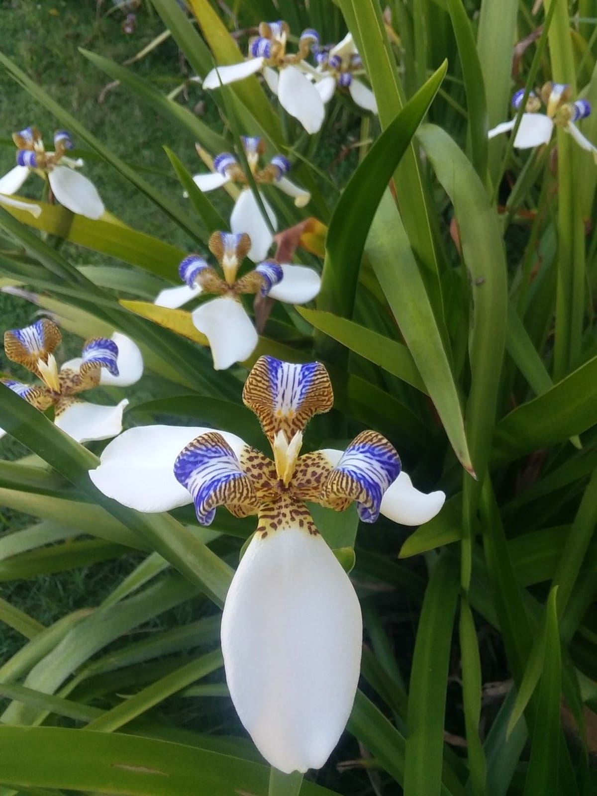 La flor de la Neomarica gracilis se destaca por sus pétalos blancos con manchas marrones y detalles azulados, que le dan un aspecto exótico similar al de las orquídeas.