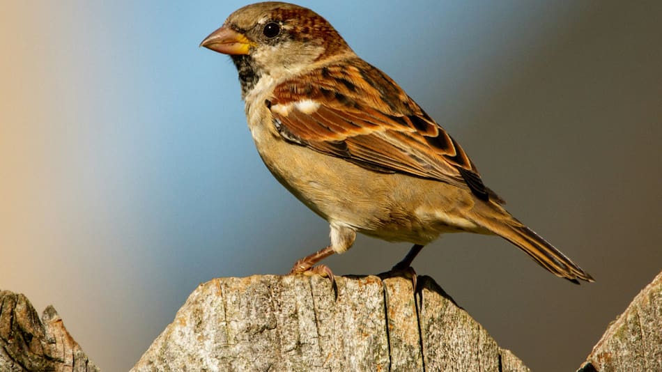 Gorrión. Foto: Unsplash.