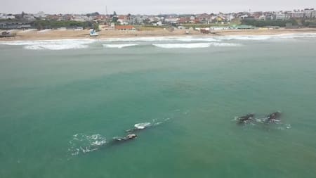 Las ballenas, a 700 metros de la costa de Mar del Plata.