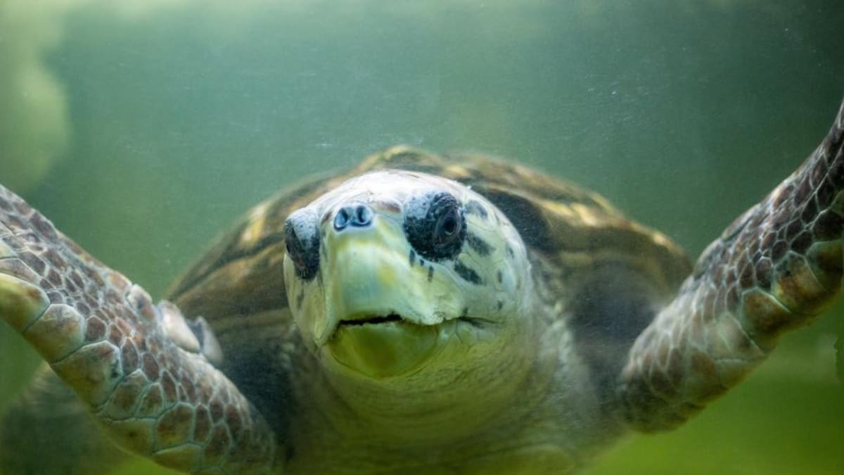 El tortugo Jorge fue trasladado a Mar del Plata. Foto: Ciudad de Mendoza.