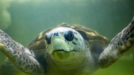 El tortugo Jorge fue trasladado a Mar del Plata. Foto: Ciudad de Mendoza.