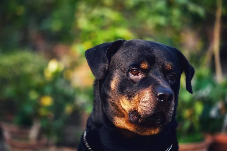 Rottweiler, perro. Foto: Unsplash
