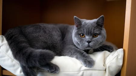 Gato Británico de Pelo Corto. Foto: Unsplash
