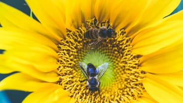Sorprendente hallazgo en Australia: la nueva especie de abeja con “cuernos demoníacos”