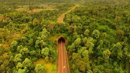 Misiones tiene un paso de fauna en una de sus rutas.