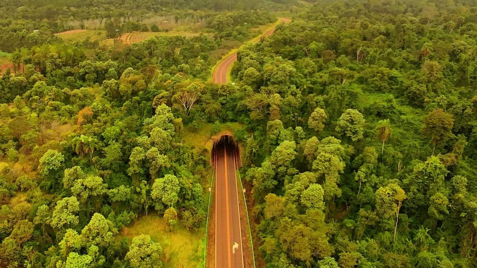 Misiones tiene un paso de fauna en una de sus rutas.