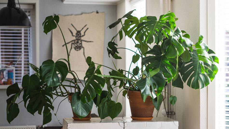 Plantas de interior. Foto: Unsplash