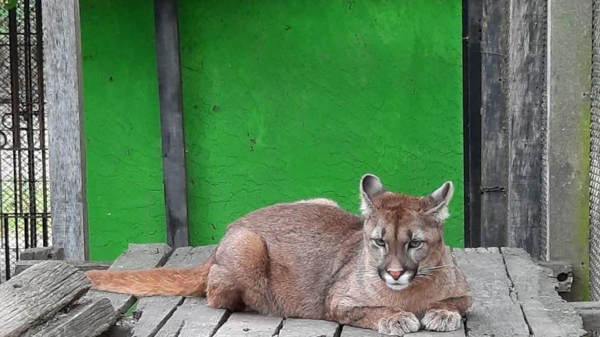 Puma perdido en Berazategui 1