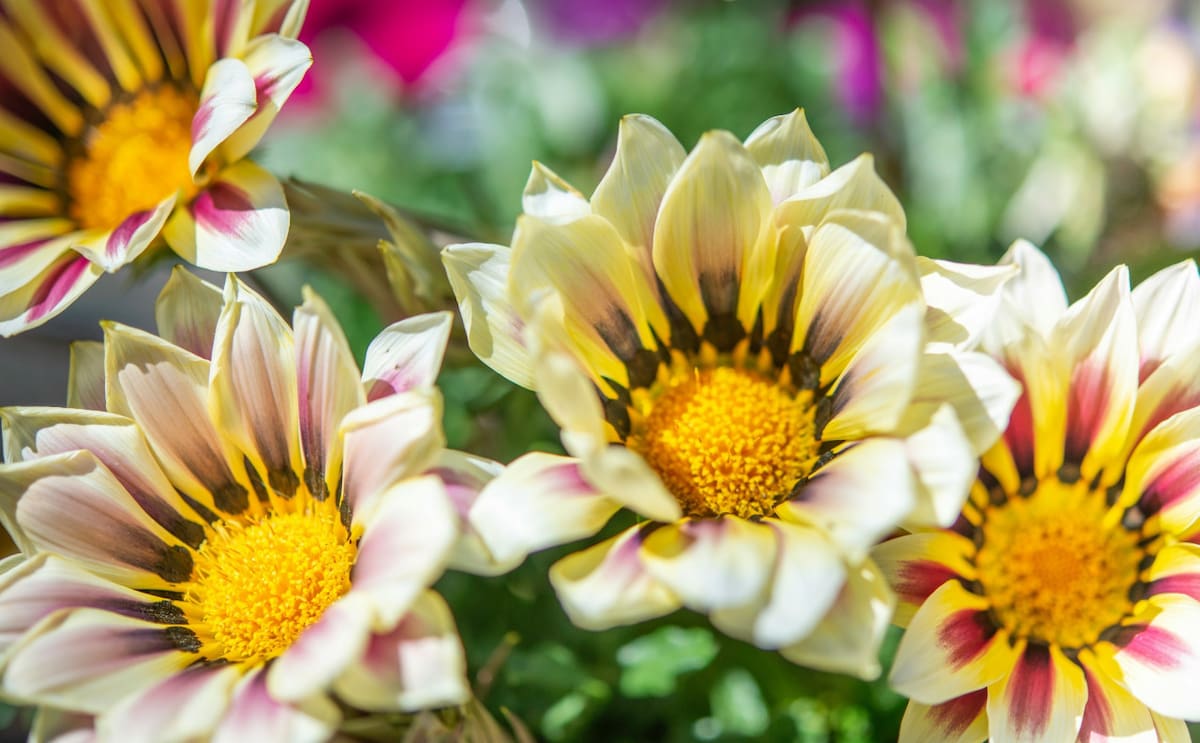 Gazania, flor, flores, jardín. Foto Unsplash.
