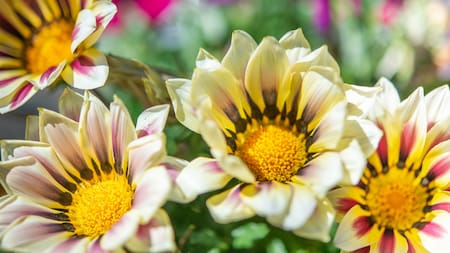 La hermosa planta que dará flores todo el año. Foto Unsplash.