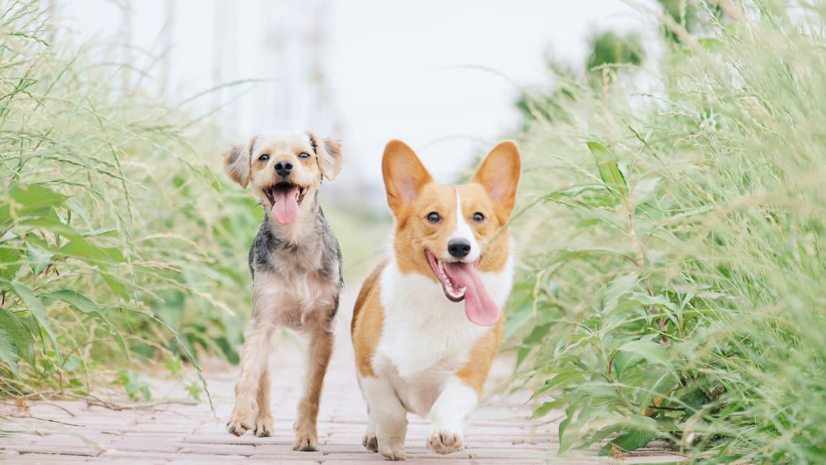 Las palabras que alegran a los perros. Foto: Unsplash.