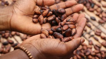 Qué son los flavonoles del cacao: cuáles son sus beneficios para la salud cerebral y cómo incorporarlos a la dieta