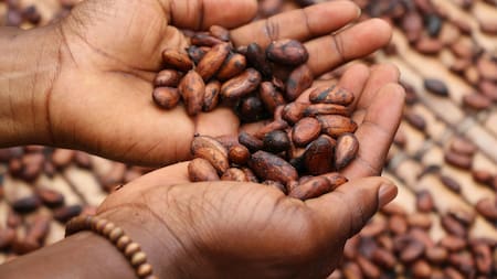 Granos de cacao. Foto: Unsplash