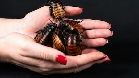 Las cucarachas contaminan los alimentos y transmiten enfermedades. Foto: Unsplash.