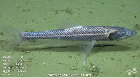 Increíble hallazgo del CONICET: científicos dieron con un “pez fantasma” por primera vez en la historia