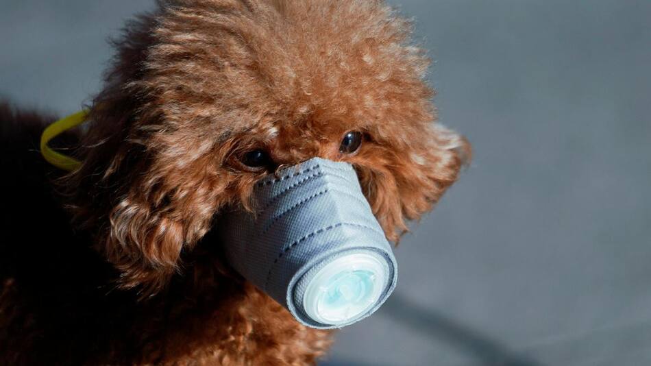 Coronavirus, perros, contagio, REUTERS