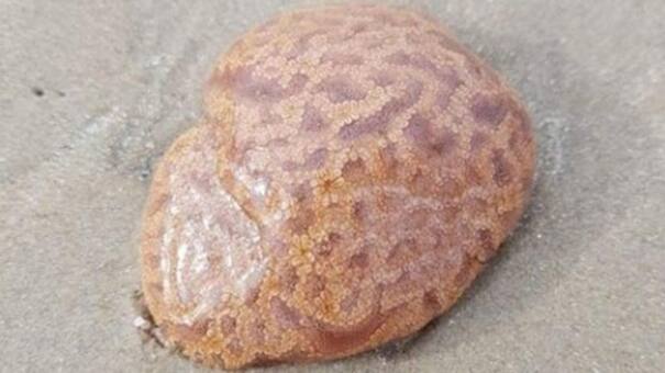 Una mujer encontró un "cerebro", lo tocó y le ocurrió algo impensado