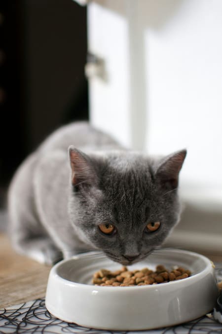 Alimento para gatos. Fuente: Unsplash