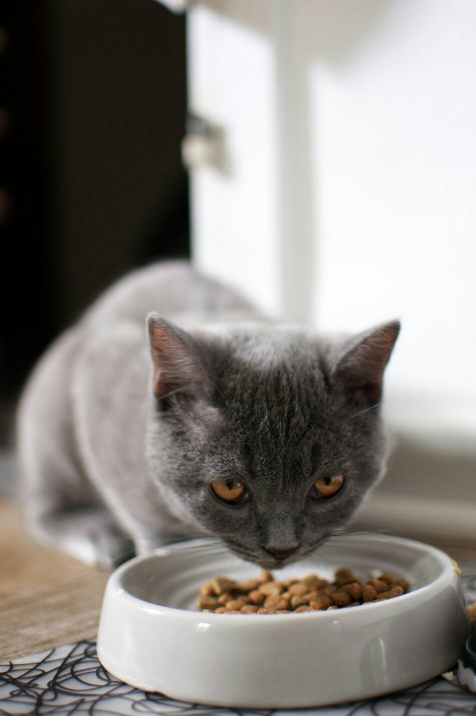 Alimento para gatos. Fuente: Unsplash