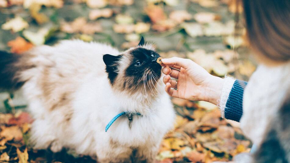 La técnica correcta para acariciar a su gato. Foto Unsplash.