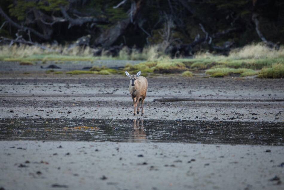 Huemul. Foto: EFE