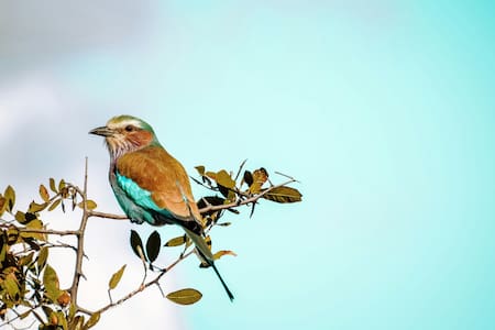 Aves; pájaro. Foto: Unsplash.