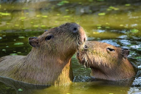 Carpinchos, animales. Foto: Pixabay.