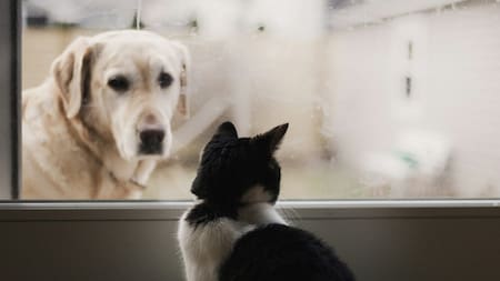 Perros y gatos. Foto: Unsplash