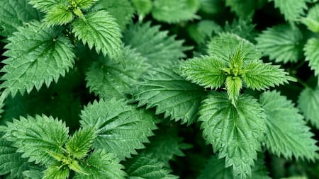 Ortiga. Foto: Unsplash.