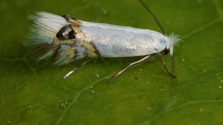 Leucoptera sinuella. Foto: Twitter.