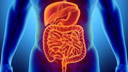 Intestino, salud, medicina, médicos