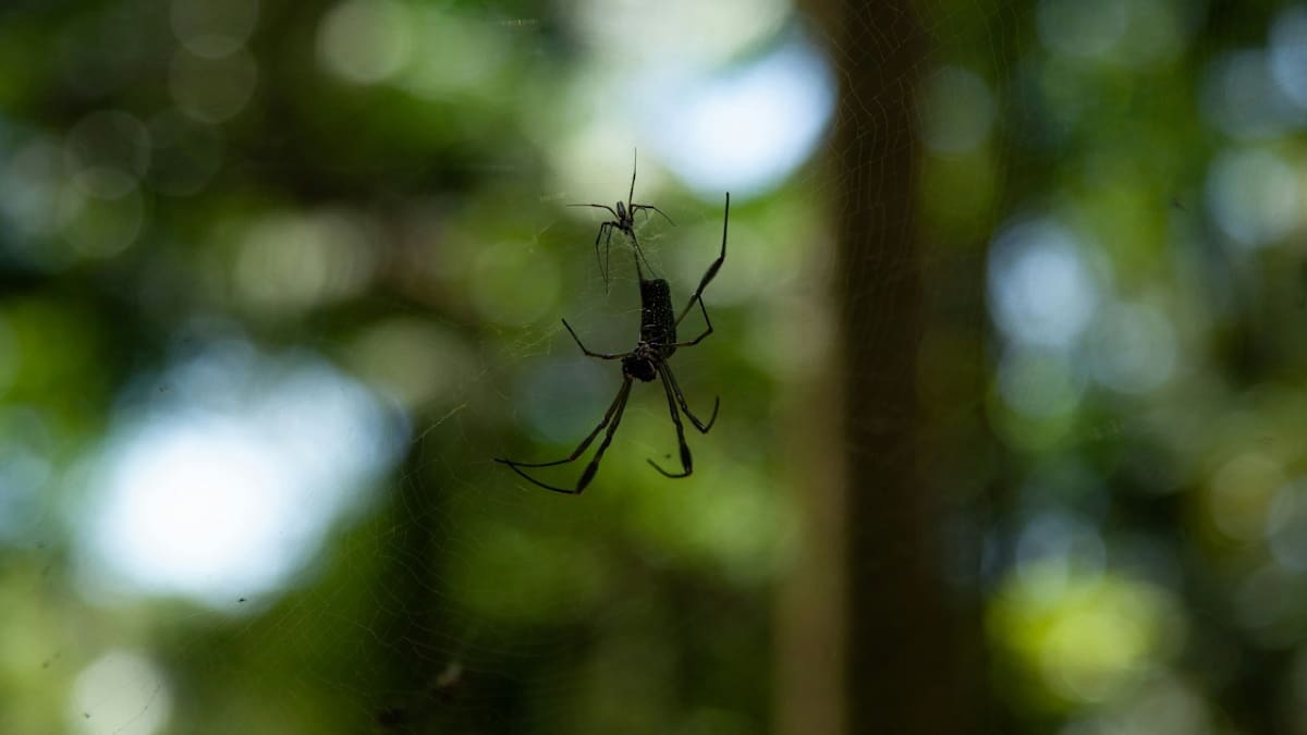 Si encontrás una araña en tu casa, no la mates: las consecuencias pueden ser muy graves