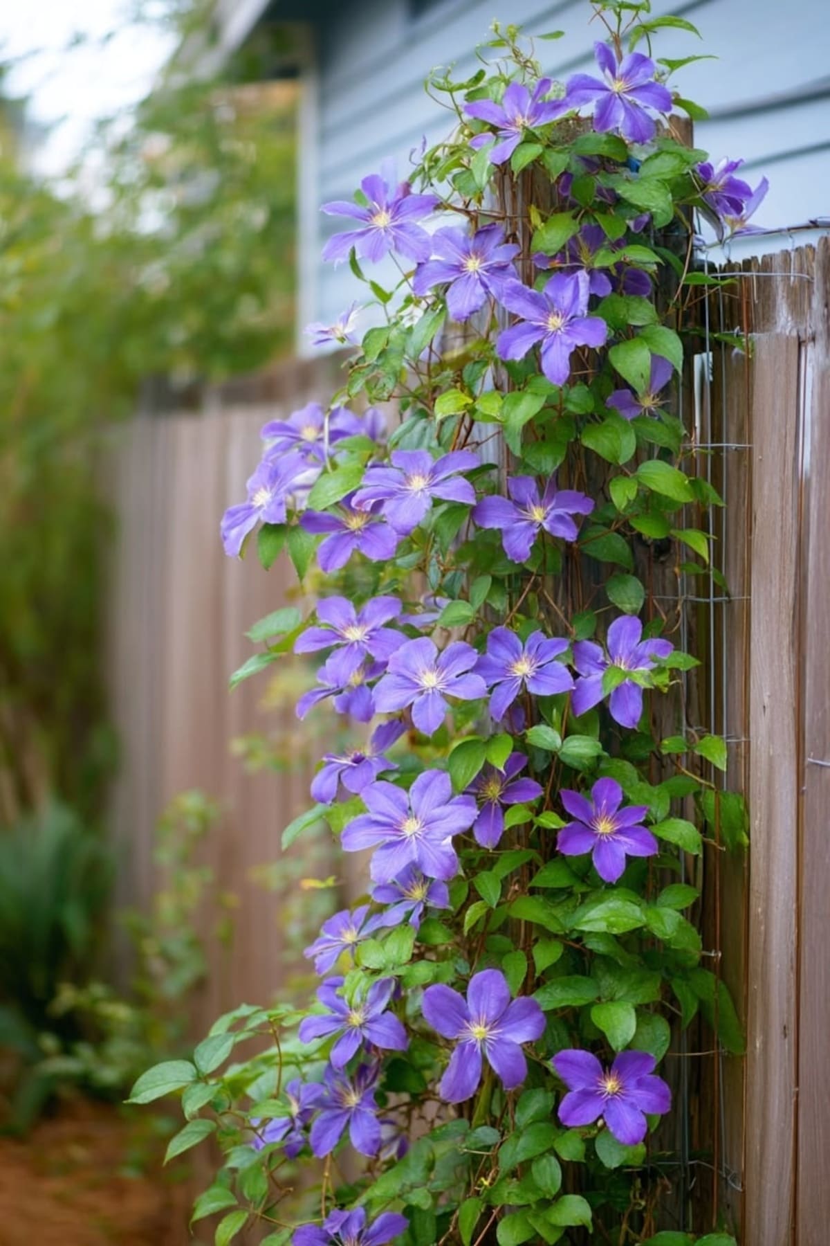 La clematis es una planta trepadora que se puede cultivar en maceta y decorar muros, pérgolas y cercos con sus llamativas flores de tonos violetas.