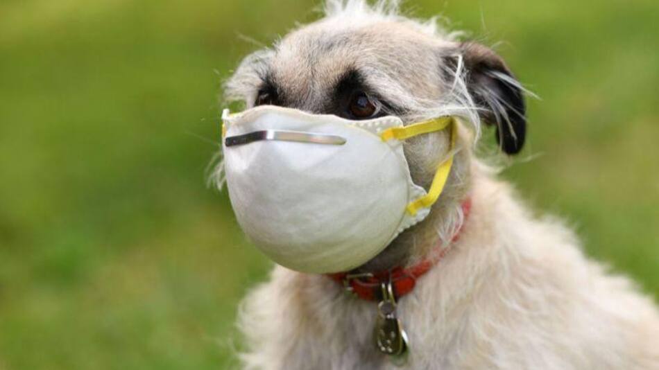 Coronavirus, pandemia, mascotas