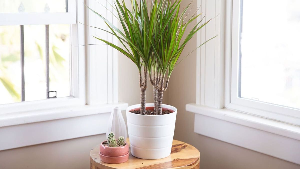 Los viveristas la recomiendan: la planta que tiene hojas elegantes, crece en maceta y se adapta fácilmente a rincones oscuros del hogar