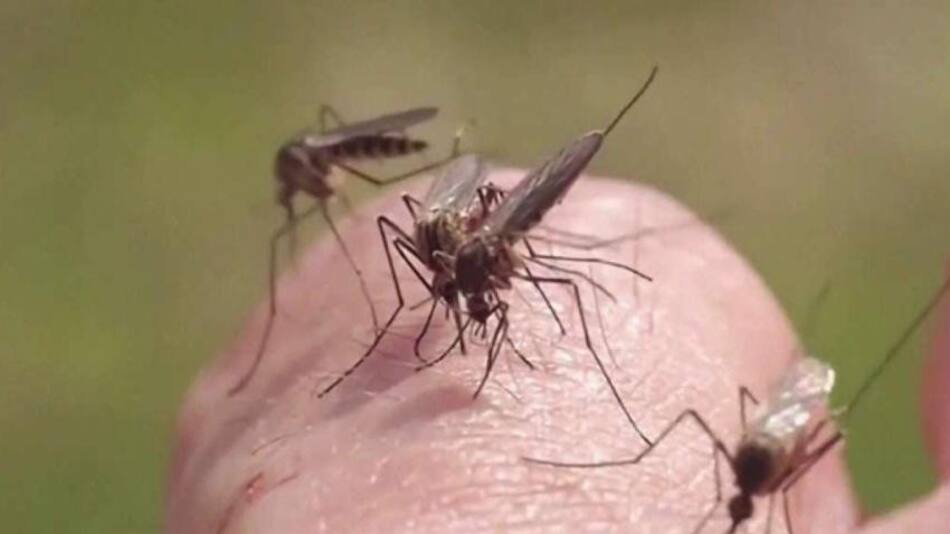 Dengue, prevención