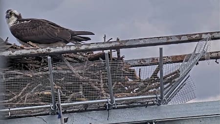 Así son los nidos de acero en Nueva York. Foto: New York State Bridge Authority