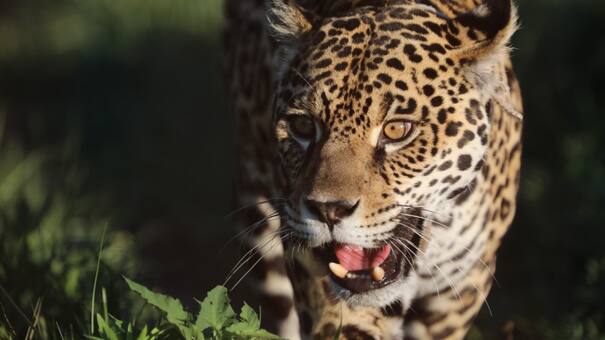 Caza del yaguareté: Greenpeace le pidió a la Corte Suprema detener la extinción de la especie