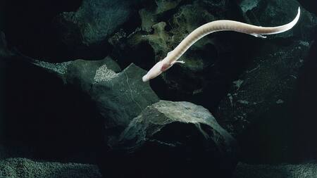 Salamandra proteo. Foto: Wikipedia/ Arne Hodalič.