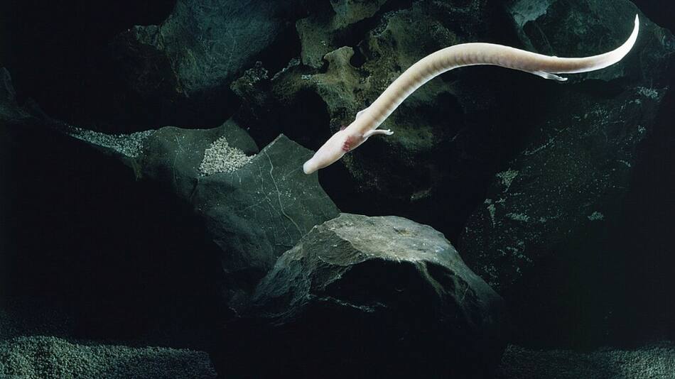 Salamandra proteo. Foto: Wikipedia/ Arne Hodalič.