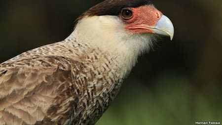 Carancho, ave. Foto: Reserva Ecológica Costanera Sur / Hernán Tolosa.