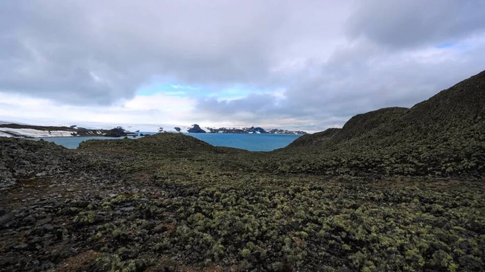 La Antártida tiene más vegetación de lo pensado.