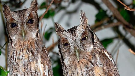 Lechuzas en el jardín: el verdadero significado de tener un nido en casa