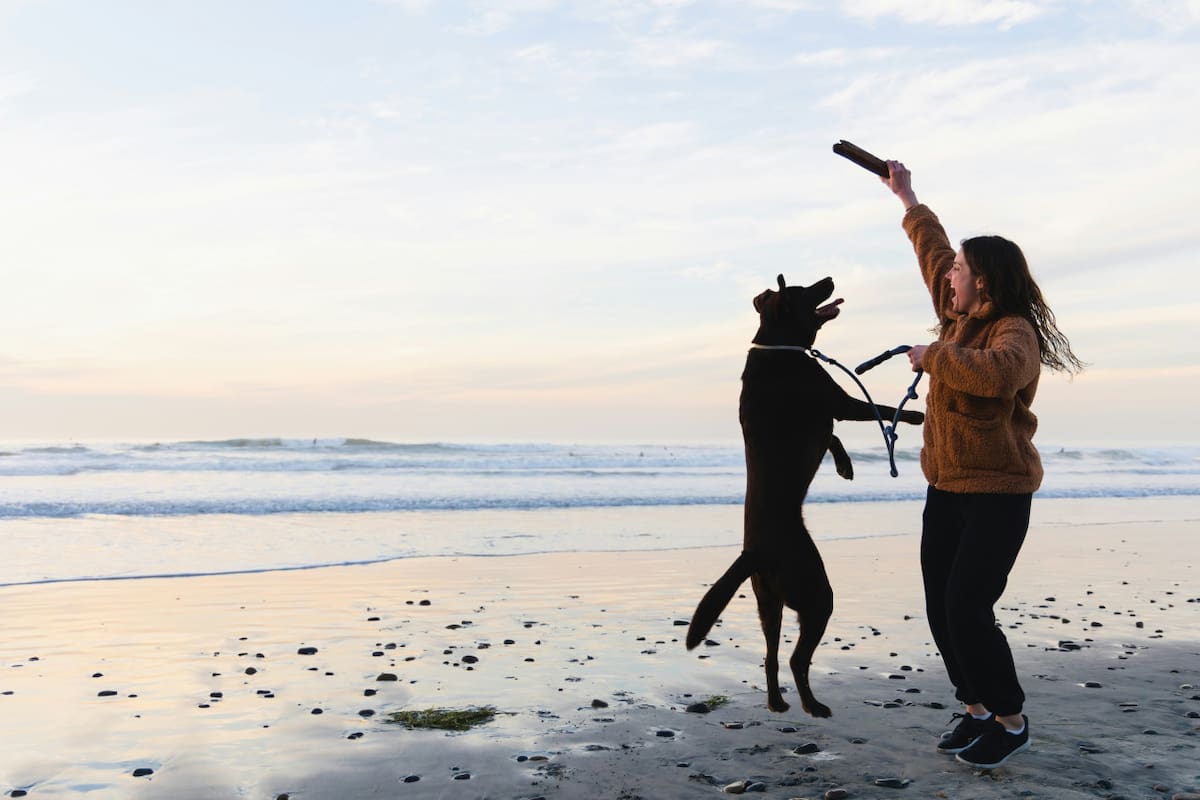 Jugar con perros, una actividad muy recomendada. Foto: Unsplash.