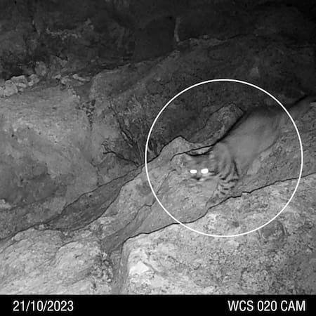 Gato andino: Foto: @wcsargentina