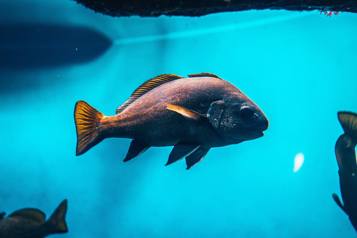 Peces. Foto: Unsplash