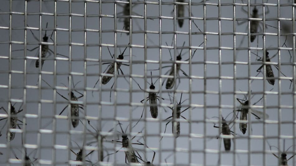 Dengue en Brasil. Foto: Reuters.