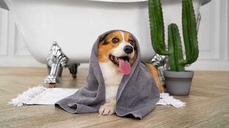 Existe un truco infalible con una toalla para calmarlo sin necesidad de grandes maniobras.